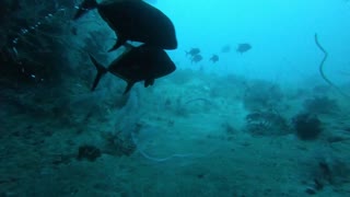 The crevalle jack (Caranx hippos)