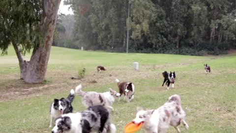 Only two border collie dogs in playful mood, while other dogs seem not feel like playing.