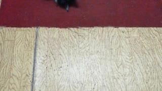 Cat rides on the floor.