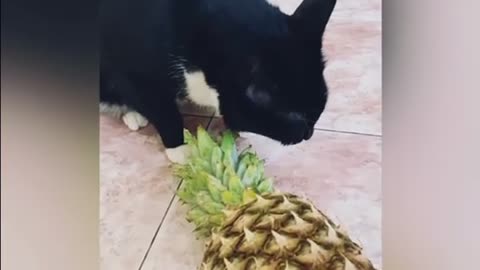 cat eating pineapple