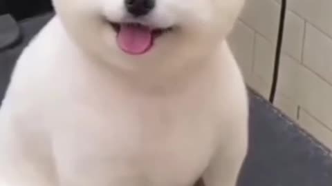 Cute dog haircutting