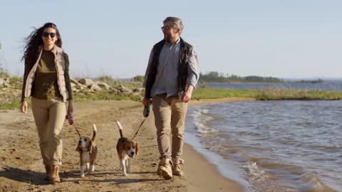 Cheerful tourist couple smiling and talking while walking with cute beagle dogs towards the camera