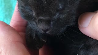 Squeaky Bear Kitten