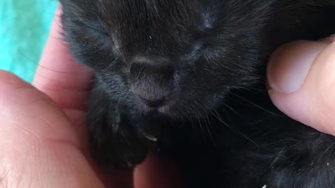 Squeaky Bear Kitten