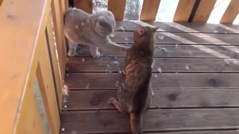 Epic cat fighting - real sound
