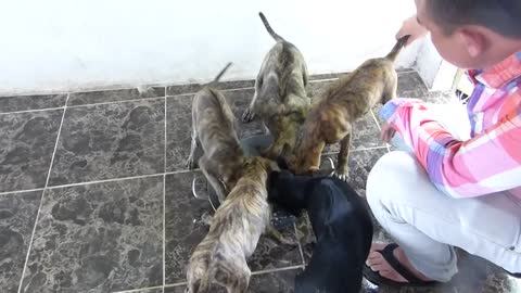 4 dogs have the most bizarre fur in the world