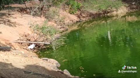 White Duck Birds Are Swimming in Beautiful Lake of Bardoli | | Super HD | Must Watch