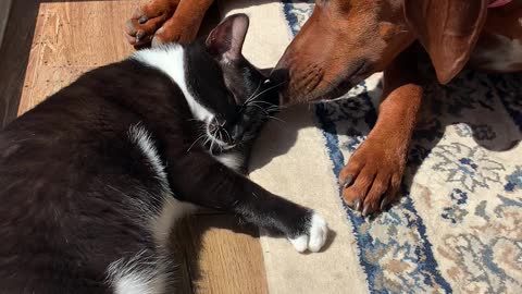 Heartwarming Moment Doggy Helps Clean Kitty