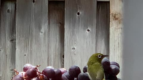 Backyard Birds Japanese White Eye or Mejiro