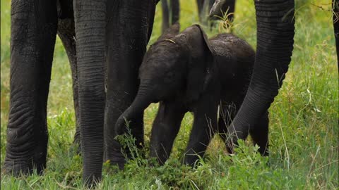 Amazing scene of newborn elephant trying to stand still, making first steps in natural habitat