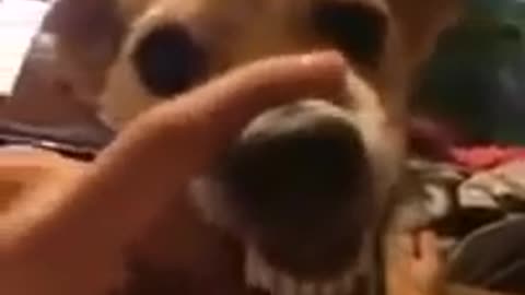|Dog Video||Angry dog growling LA LA LA|