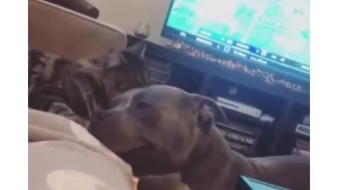 Cat loving on dog