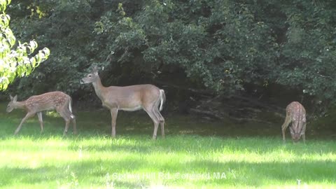 Deer, Doe with 2 Fawns