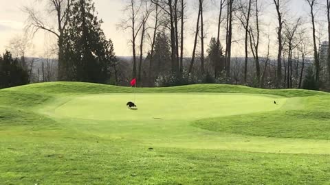 Eagle Makes a Hole in One!