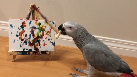 Genius parrot displays vast array of tricks