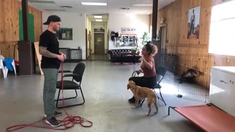 Dog reactivity training , Leash reactive dog training-