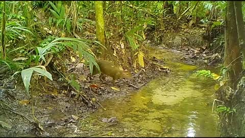 Giant anaconda in the Amazon rainforest - Close encounter!