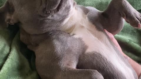 Bulldog Loves Raspberries On Her Tummy