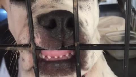 Dalmation puts his mouth on bars cage