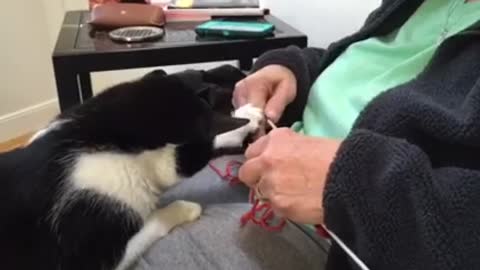 Cat Confuses Human's Knitting For Personal Play Toy