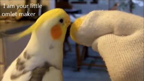 Cockatiel talks and sings to Sock. What a funny smart bird. Maybe x-factor? America's dumbest?