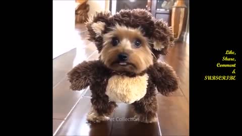 Cute_And_Funny_Pet_Videos_Compilation_9_-_Funny_Dog_Videos_-