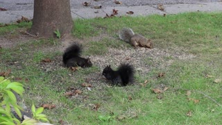 chipmunks having a breakfast together