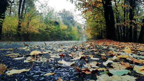 Relax 2 Minutes Rainforest , Waterfall and Rain Sounds