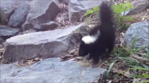 Baby Skunk Defends Her Territory From A Human