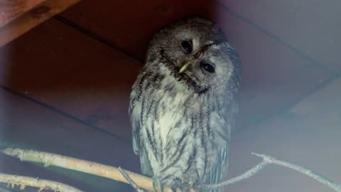 Owl blink eyes. Closeup of owl in zoo. Wild bird in zoo
