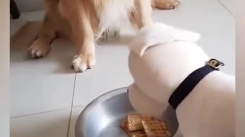 Cute Dog gets Tricked (FUNNY MUST WATCH)