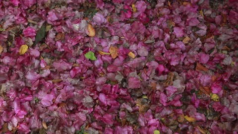 Flower petals covering the floor