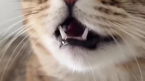 Funny animal cat sliping videos