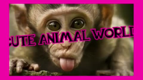 Cute Animal World