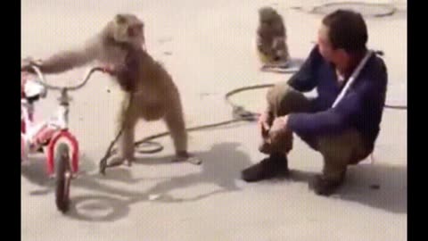 Monkeying Around: Hilarious Primate Antics!