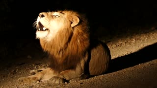 Night lion roar