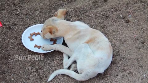 Fake Tiger Prank to Dogs