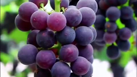 The Amazing Effects Of Black Grapes.
