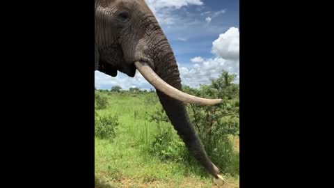 Sneaky Elephant Steals Hat