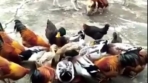 Chicken VS Dog Fight Funny Videos Fight