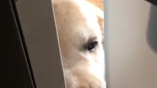 Dog CAN'T WAIT For His Owner To Get Home