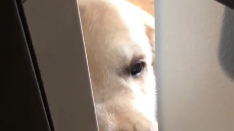 Dog CAN'T WAIT For His Owner To Get Home