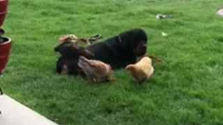 Chickens gather around their doggy best friend