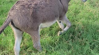 Miniature donkey dinner time!