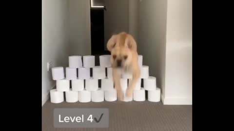 Buldog and toilet paper