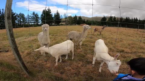 The cute goats and alpacas in New Zealand