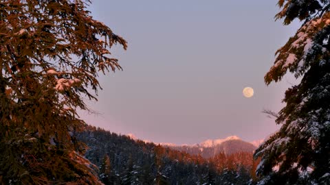 Moon in the sky a snowy forest