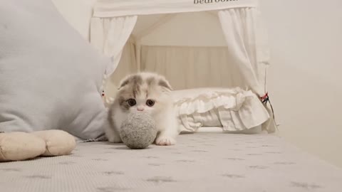 cute kitten play with ball I finny cute cate video (2021)