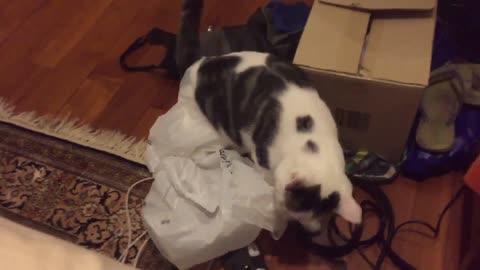 Gato atrapado en bolsa de plástico literalmente enloquece