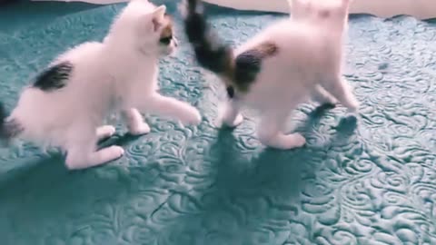 Cat animal video funny video cat desi funny video